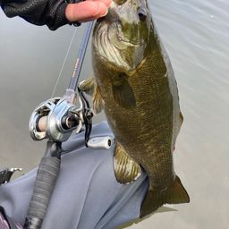 スモールマウスバス