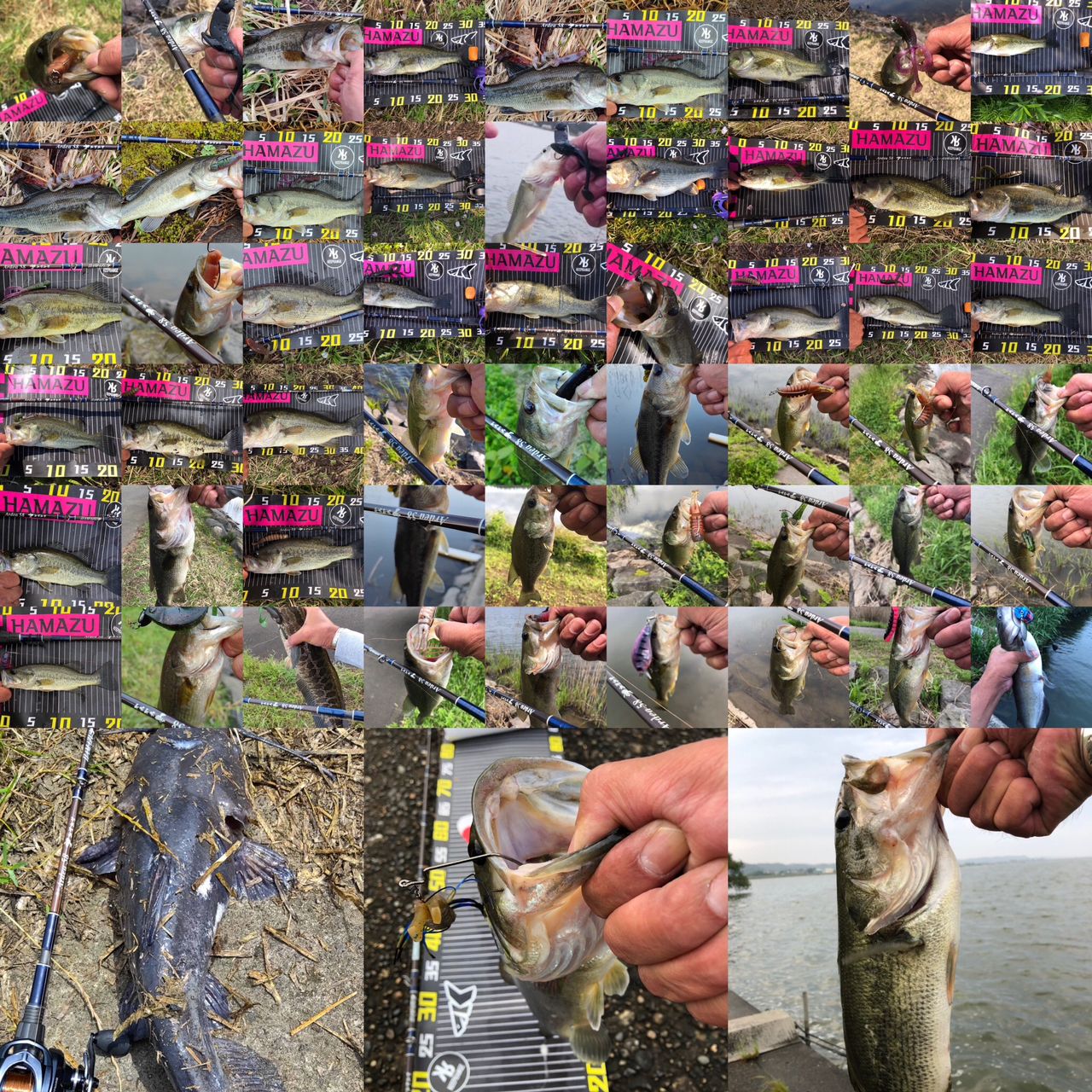 ラージマウスバス