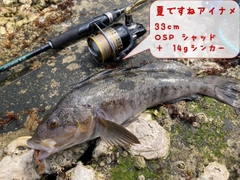 アイナメの釣果