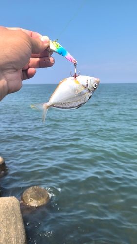 釣果