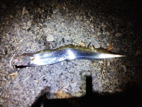 タチウオの釣果