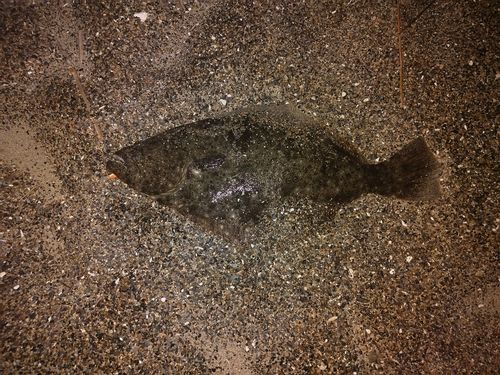 ヒラメの釣果