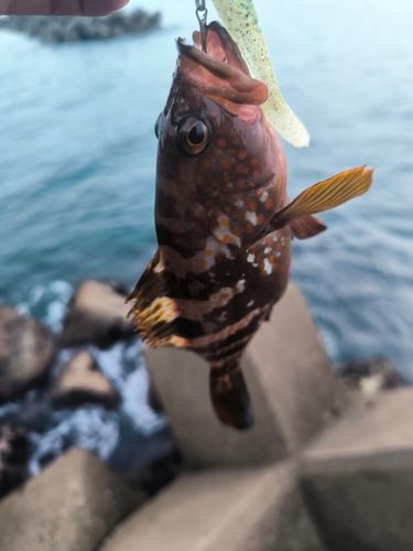 キジハタの釣果