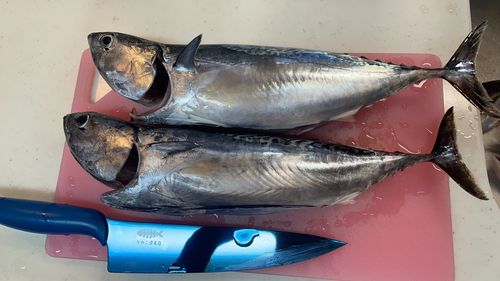 ソウダガツオの釣果