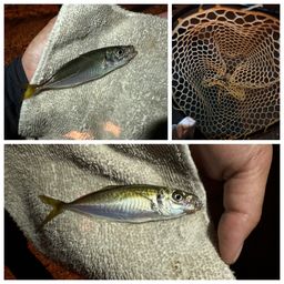 アジ