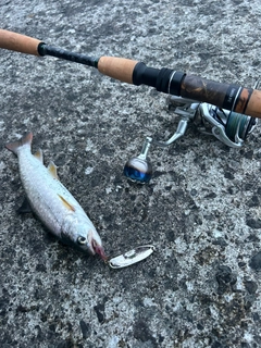 アメマスの釣果