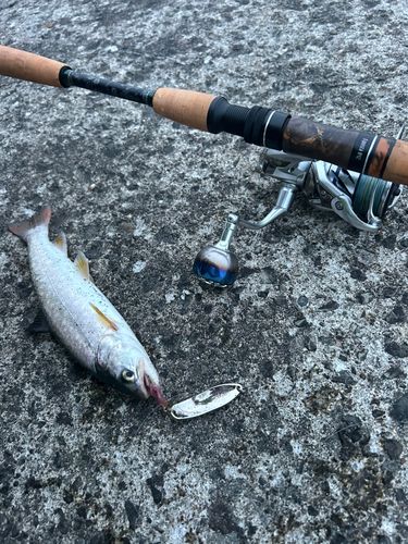アメマスの釣果