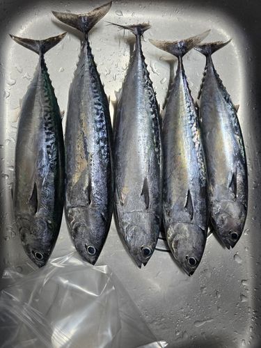 ソウダガツオの釣果