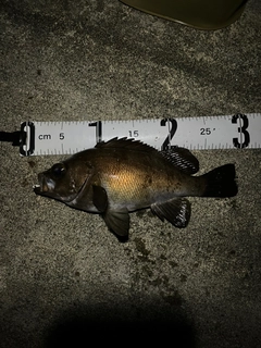 メバルの釣果