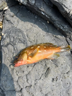 アカハタの釣果