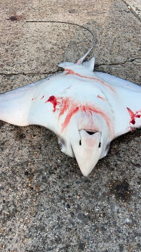 ナルトビエイの釣果