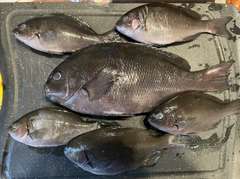 グレの釣果
