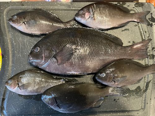 グレの釣果