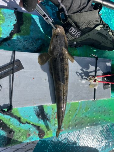 マゴチの釣果