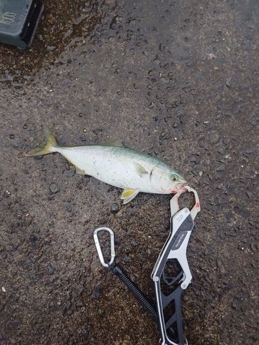 ヤズの釣果