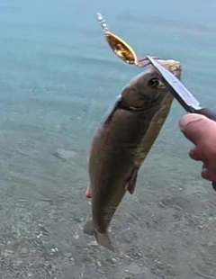 ウグイの釣果