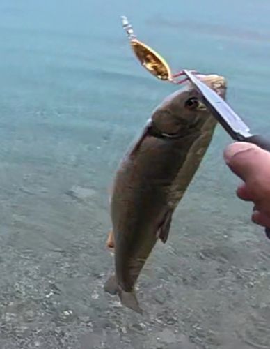 ウグイの釣果