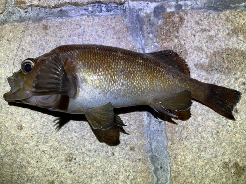 エゾメバルの釣果