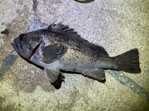 クロソイの釣果