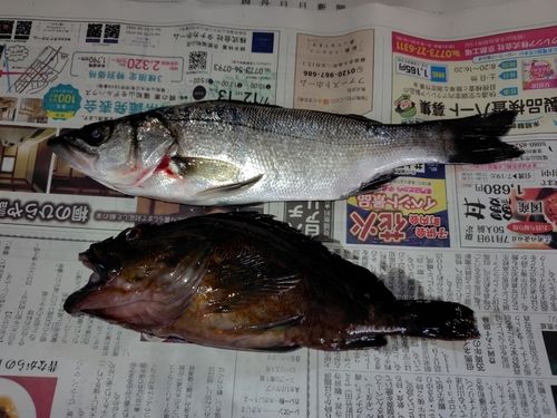 シーバスの釣果