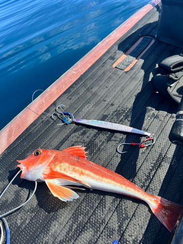 カナガシラの釣果