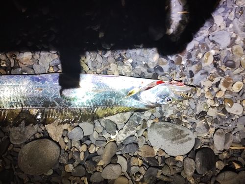 タチウオの釣果