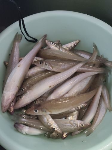 キスの釣果