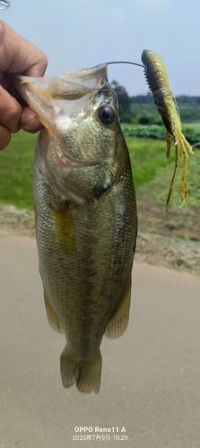 ブラックバスの釣果