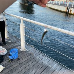 カタクチイワシ