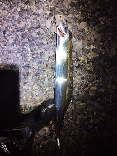 タチウオの釣果