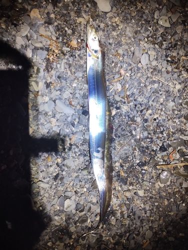 タチウオの釣果