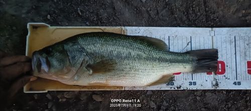 ブラックバスの釣果