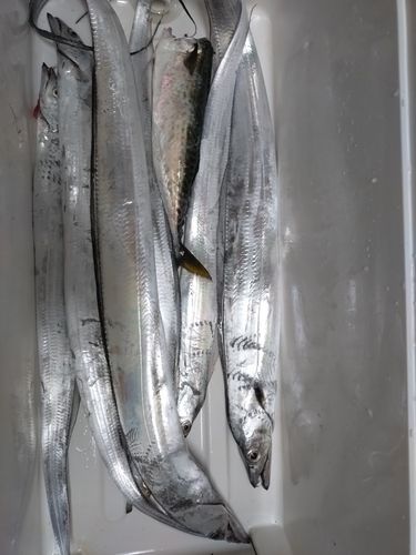 タチウオの釣果