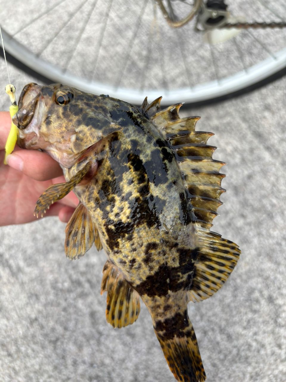 タケノコメバル