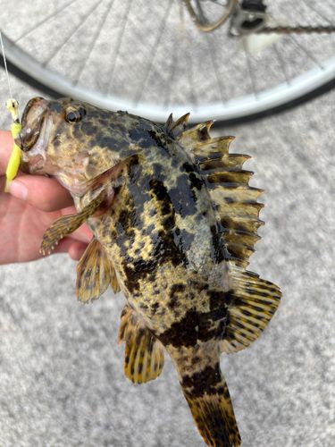 タケノコメバルの釣果