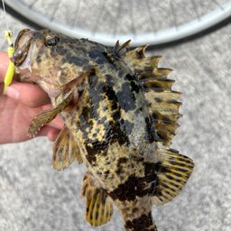 タケノコメバル