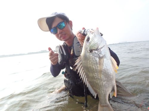 キビレの釣果