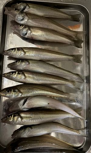キスの釣果