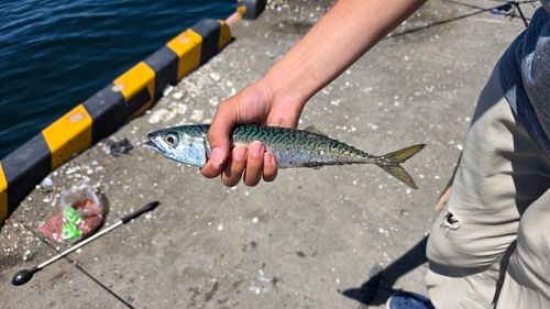 サバの釣果