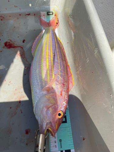 イトヨリダイの釣果