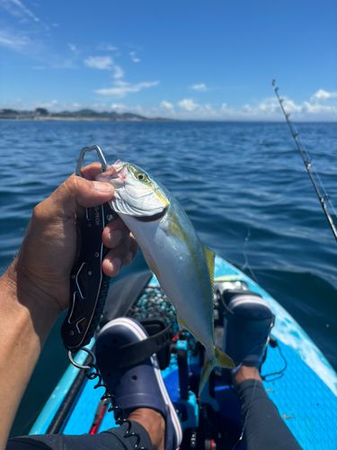 ワカシの釣果