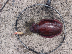 モンゴウイカの釣果