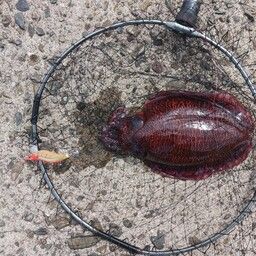 モンゴウイカ