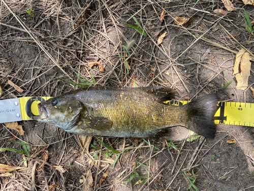 スモールマウスバスの釣果