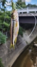 カワムツの釣果