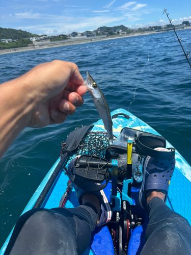 カマスの釣果