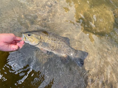 スモールマウスバスの釣果