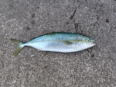 コゾクラの釣果
