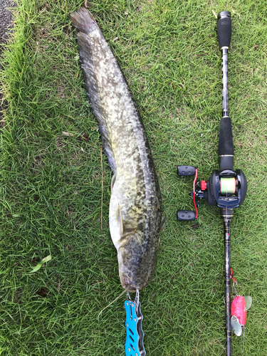 ニホンナマズの釣果