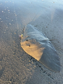 ツバクロエイの釣果
